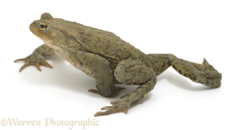 Common Toad (Bufo bufo) walking, white background