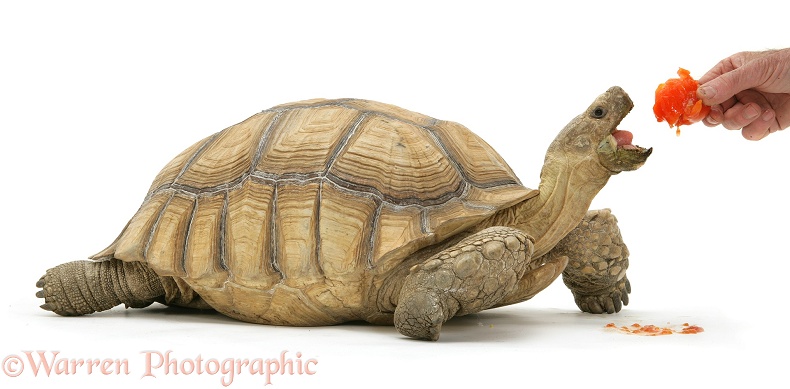 African Giant Tortoise (Testudo sulcata) feeding, white background