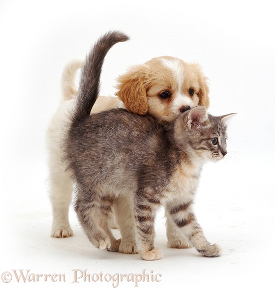 Cavalier x Spitz puppy playing with blue tabby kitten. Both 8 weeks old, white background