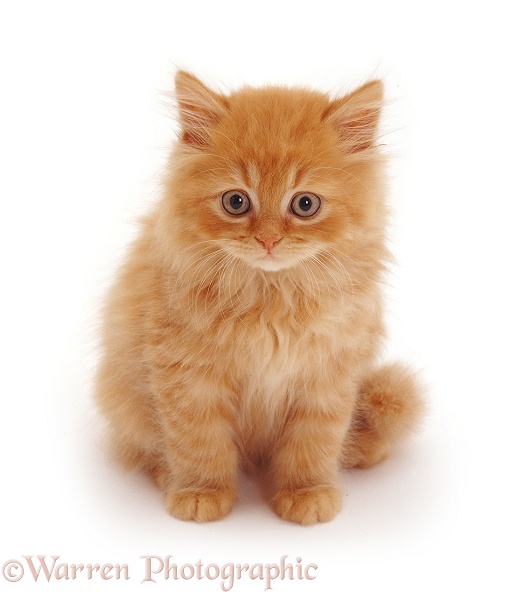 Ginger kitten Mr Rochester, white background
