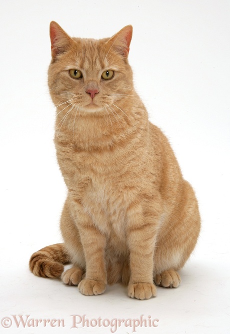 Cream spotted British shorthair cat, Horatio (formerly D05114), white background