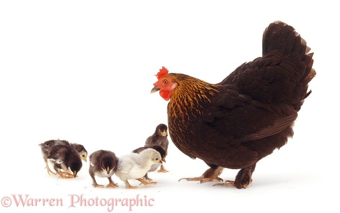 Little black bantam hen with chicks, white background