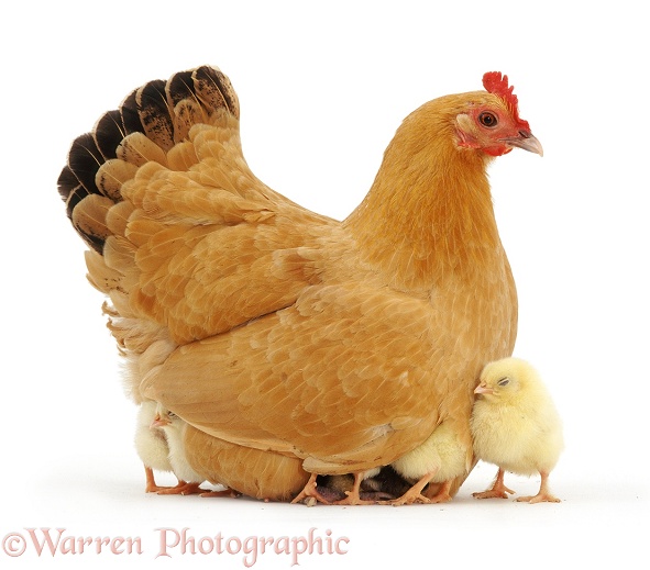Buff bantam hen with 9 chicks, all but one keeping warm underneath her, white background