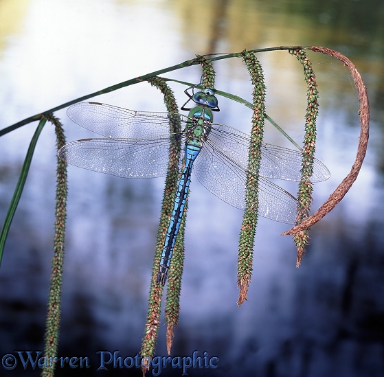 Emperor Dragonfly (Anax imperator) male