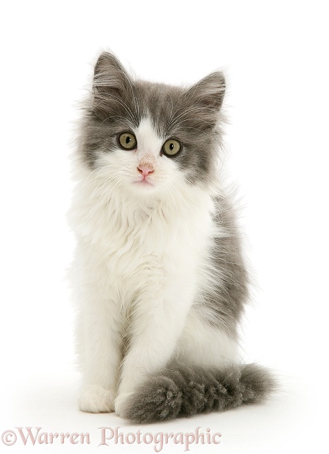 Grey-and-white kitten sitting, white background
