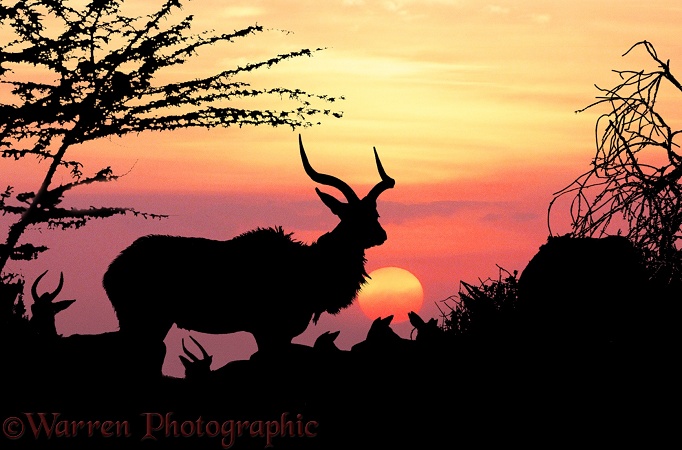 Greater Kudu (Tragelaphus strepsiceros) bull at sunset with Impala behind.  Africa