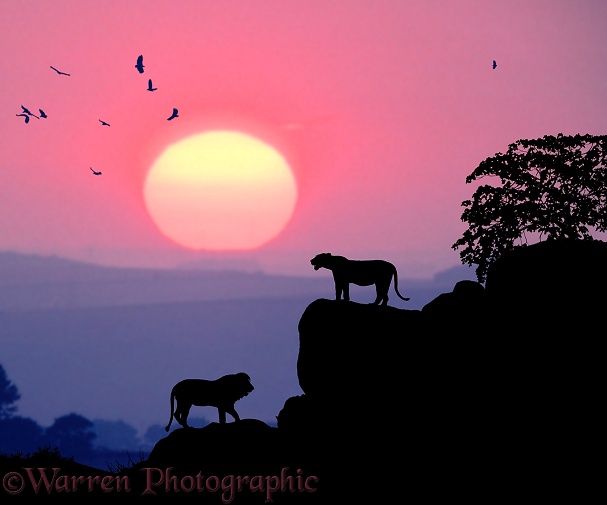 Lions (Panthera leo) with circling vultures at sunset.  Africa