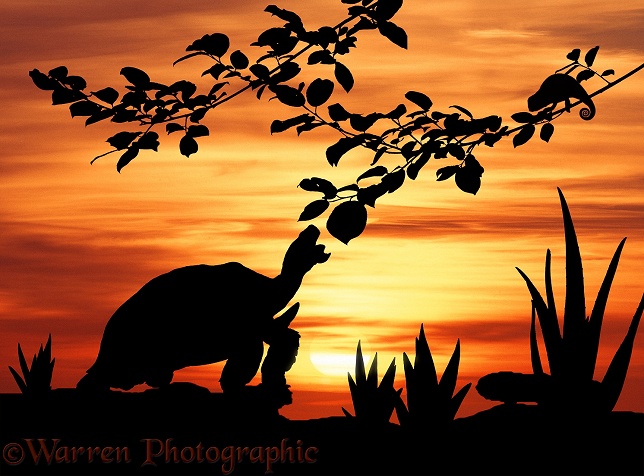 African Giant Tortoise (Testudo sulcata) taking a last bite at sunset with Flap-necked Chameleon preparing to sleep.  Africa