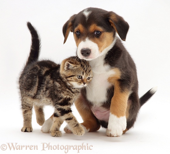 Brown tabby kitten rubbing against tricolour pup, Velvet, white background