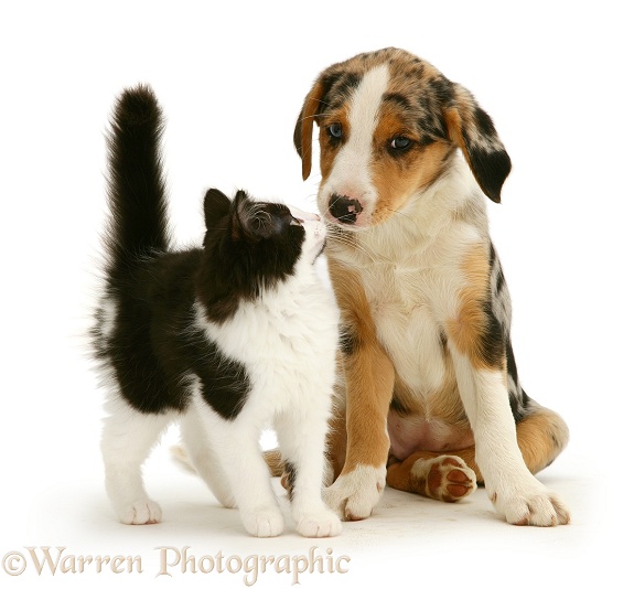 Black-and-white Nancy kitten with merle Border Collie pup Kylie, 8 weeks old, white background