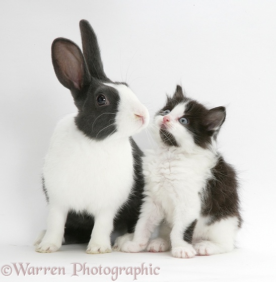 Black-and-white Nancy kitten with blue-grey Dutch rabbit, white background