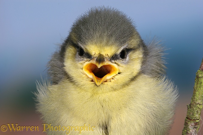 Blue Tit (Parus caeruleus) fledgling