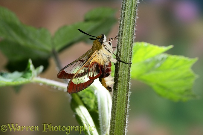 Broad-bordered Bee Hawk Moth (Hemaris fuciformis)