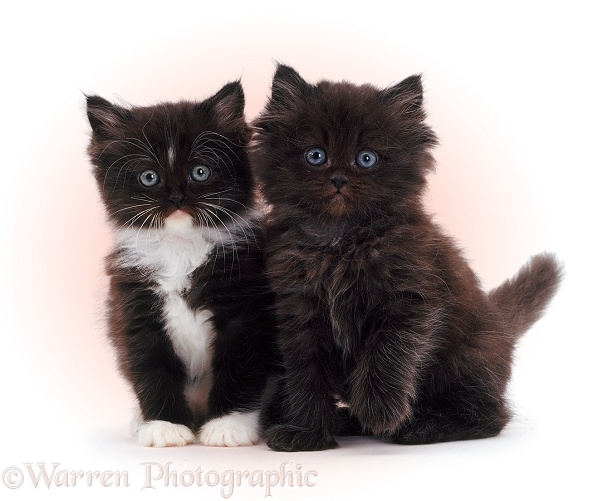 Black-and-white and chocolate cute fluffy kittens, white background