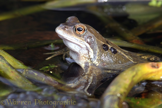 Common Frog (Rana temporaria) male in breeding pond.  Europe