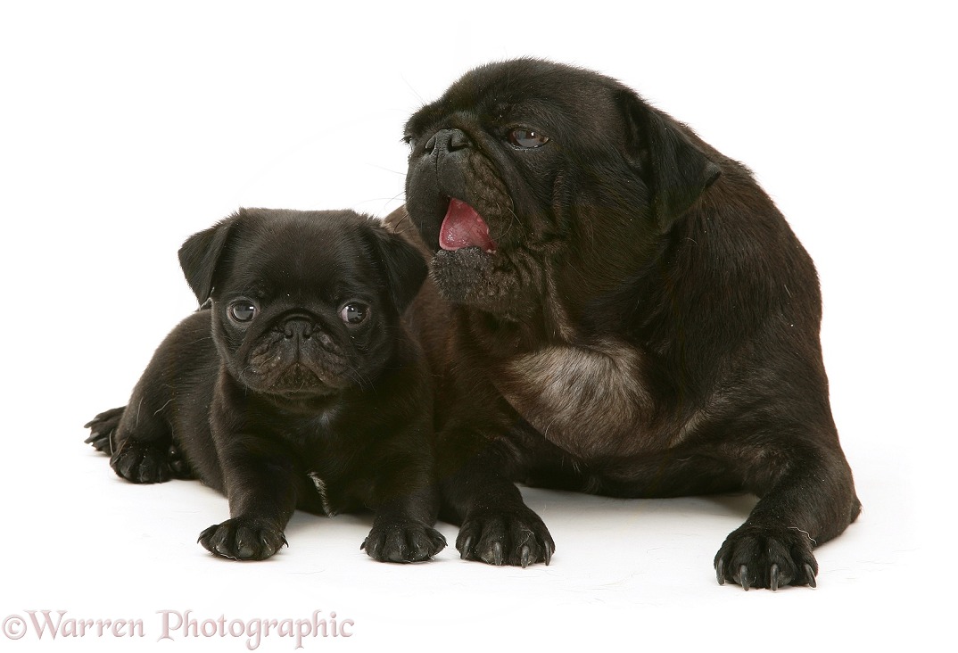 Black pug mother and pup, white background