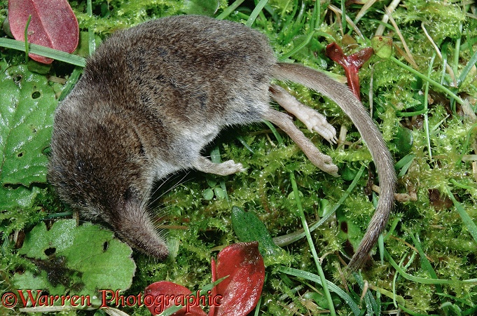 Pygmy Shrew (Sorex minutus) as most commonly seen, lying mysteriously dead.  Europe, Asia