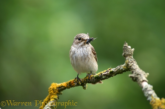Spotted Flycatcher (Muscicapa striata) with Grey Flesh Fly (Sarcophaga carnaria)
