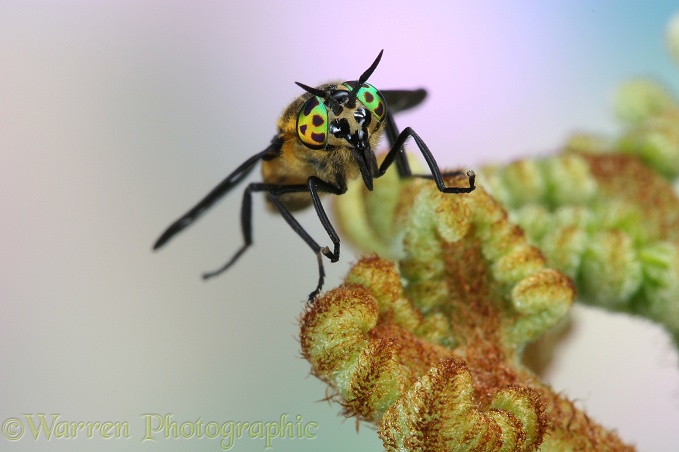 Deer Fly (Chrysops quadratus) female showing mouthparts and eyes.  Europe