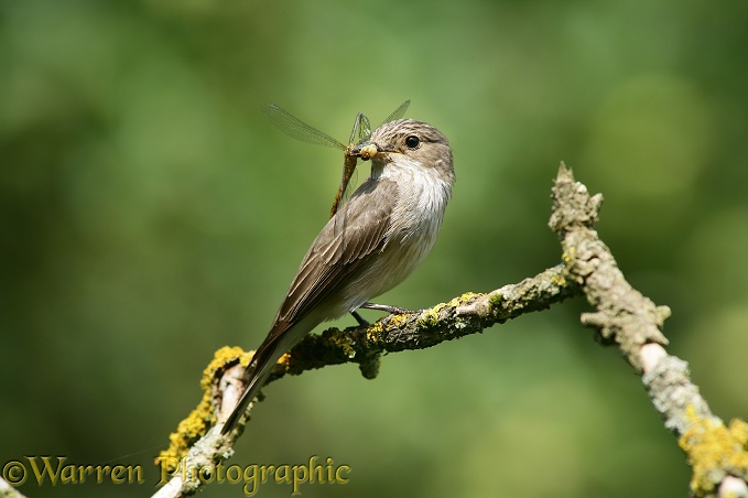 Spotted Flycatcher (Muscicapa striata) with Common Darter Dragonfly (Sympetrum striolatum).  Europe, Africa