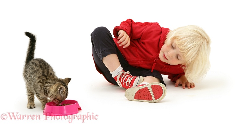 Siena feeding a tabby kitten, white background