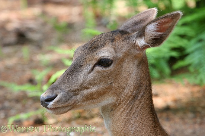Sika Deer (Cervus nippon)