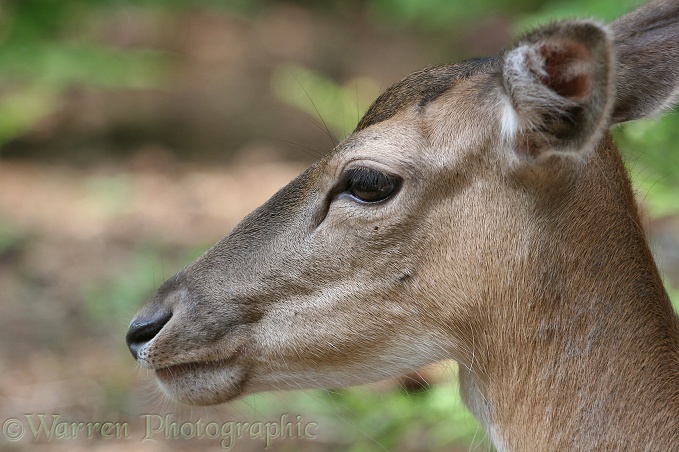 Sika Deer (Cervus nippon)