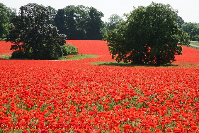 Field of Common Poppies (Papaver rhoeas).  Surrey, England