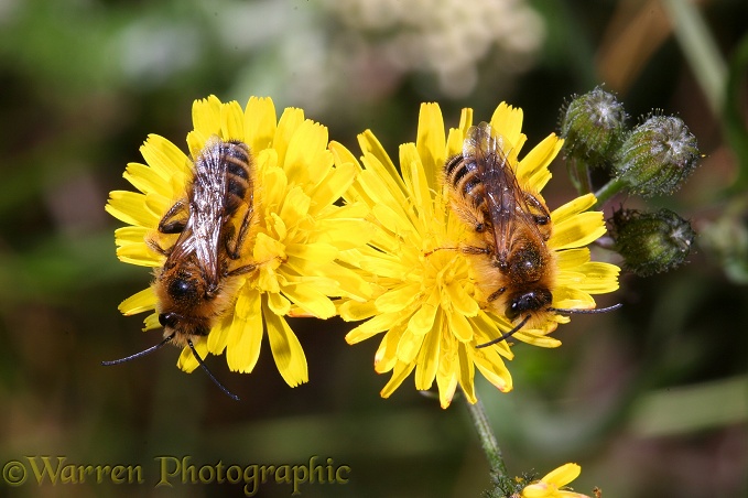 Hairy-legged Mining Bee (Dasypoda hirtipes) males resting on hawkweed flowers in cool weather conditions.  Europe