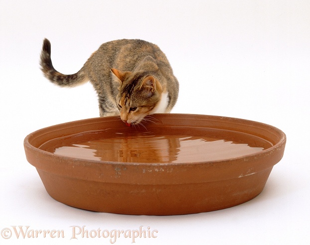 Tortoiseshell-and-white cat Pansy drinking from a terracotta bowl, white background