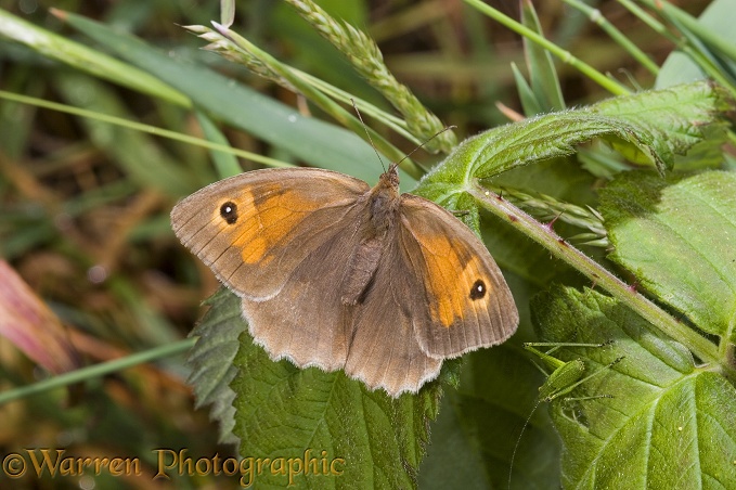 Meadow Brown Butterfly (Maniola jurtina) female basking in July with Speckled Bush Cricket (Leptophyes punctatissima).  Europe