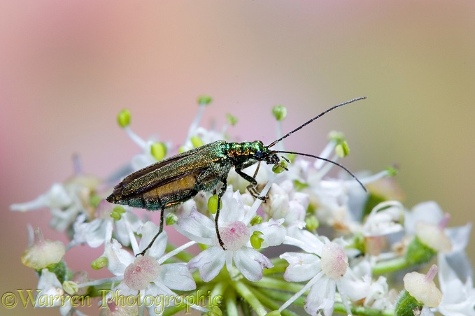 Flower beetle (Oedemera nobilis) female; abdomen distended with eggs on Hogweed (Heracleum sphondylium).  Europe