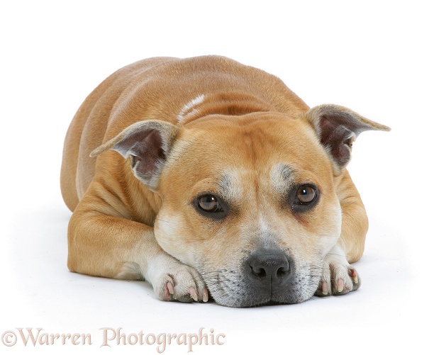 Red Staffordshire Bull Terrier bitch, Tess, lying, chin on floor, white background