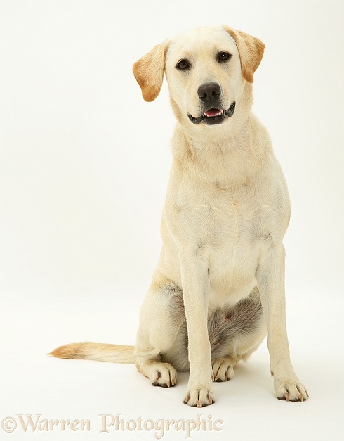 Yellow Labrador bitch Lucy, white background
