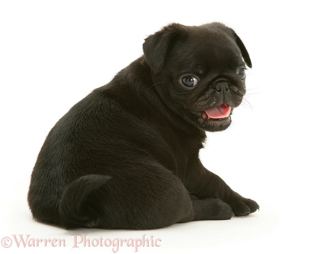 Black Pug pup Victor, white background