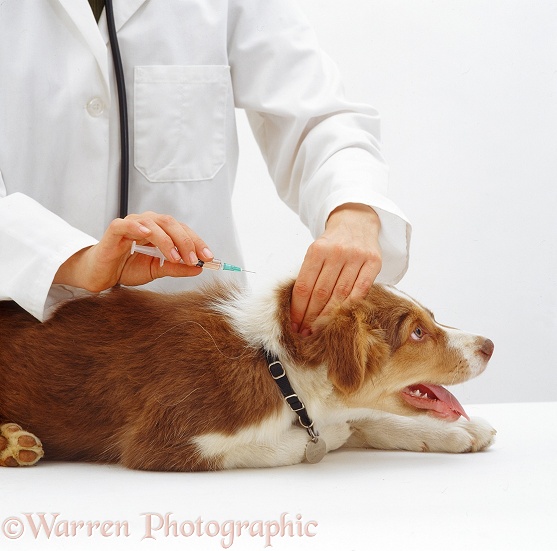 Border Collie pup Brak about to receive his second vaccination. 12 weeks old, white background