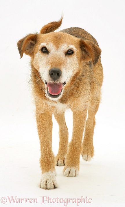 Lakeland Terrier x Border Collie Bess, 9 years old, walking, white background