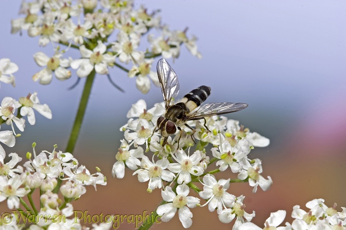 Hoverfly (family Syrphidae) feeding on Hogweed