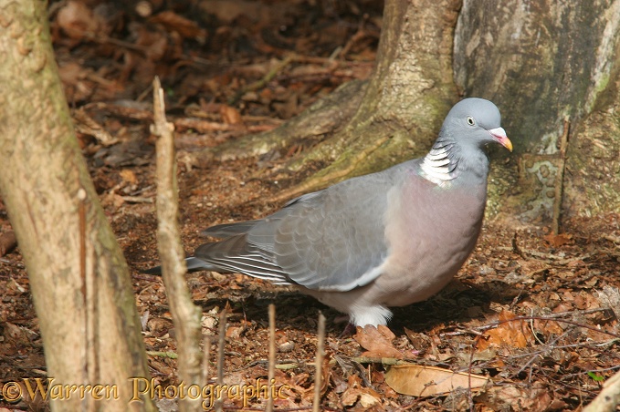 Wood Pigeon (Columba palumbus) feeding on the ground