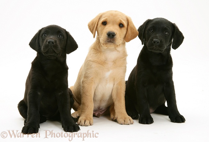 Two Black and one Yellow Labrador Retriever pups, 8 weeks old, white background