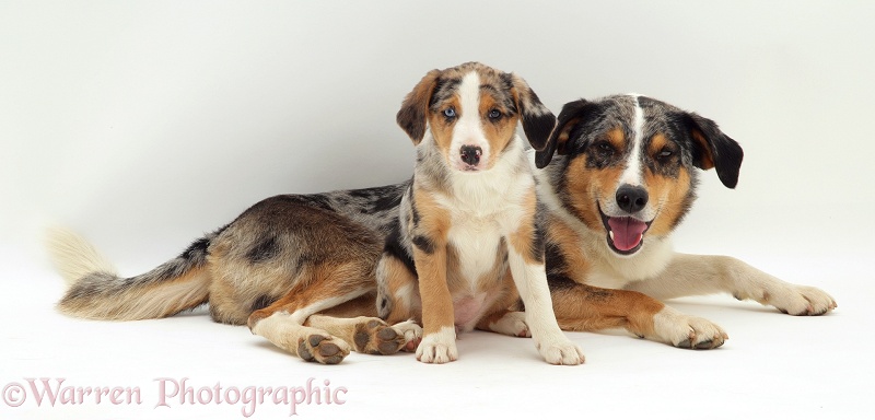 Merle Border Collie dog Kai with his merle pup Kailie, 8 weeks old, white background