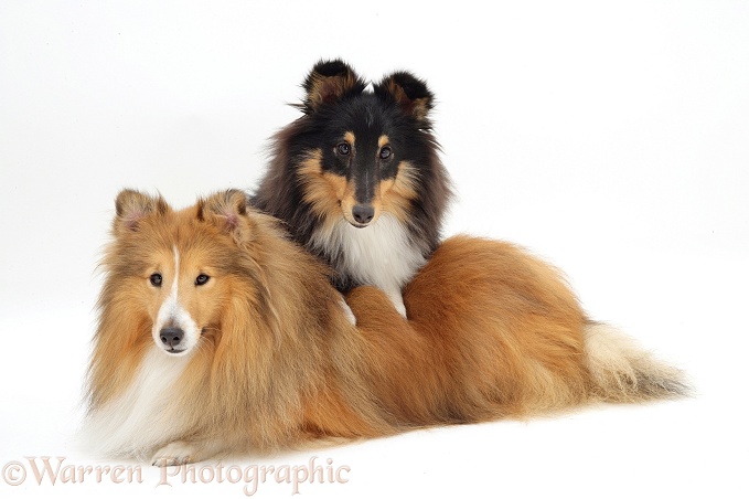 Sable and Tricolour Shetland Sheepdogs, white background
