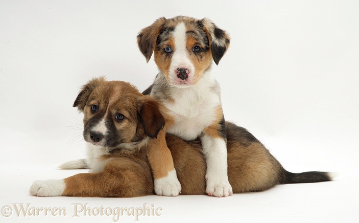 Border Collie pups, sable Tosca and merle Kylie, white background