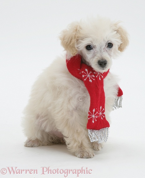 Miniature Apricot Poodle pup, sitting with snowflake scarf on, white background