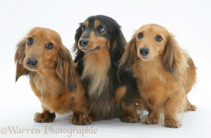 Three miniature longhaired Dachshunds standing, white background