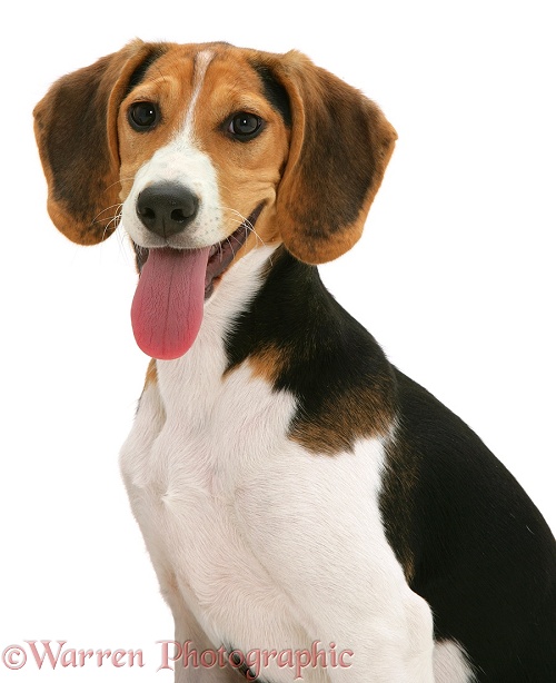 Beagle pup, white background