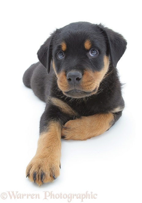Rottweiler pup lying, head up, white background