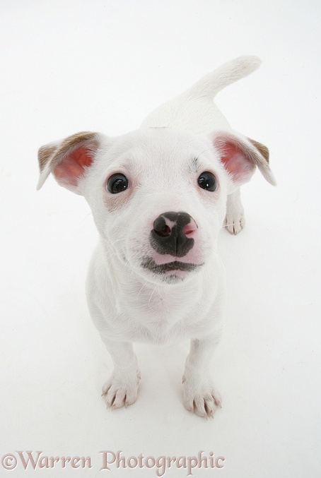 White Jack Russell Terrier pup Angel looking up, white background