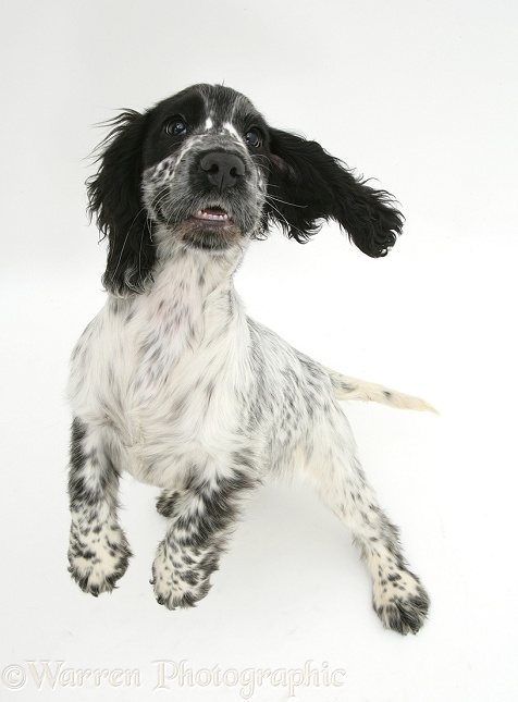 Black-and-white Cocker Spaniel pup, Bubbles, jumping up, white background