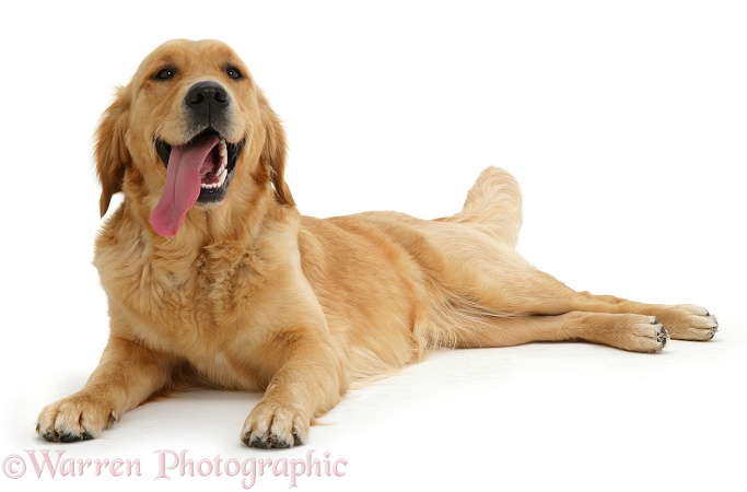 Golden Retriever Jasmine lying head up, panting, white background